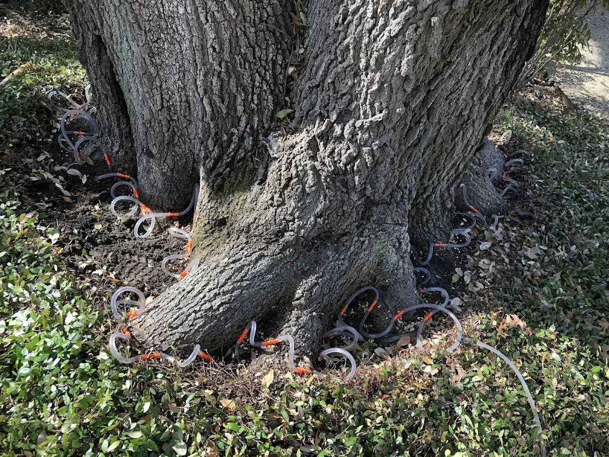 Detailed Tree Cabling and Bracing job site in Camden On Gauley