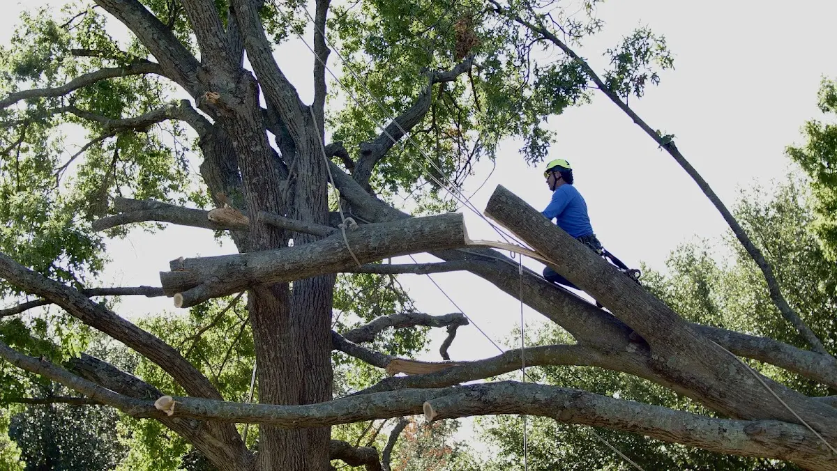 Professional Crown Thinning performed by certified arborists in Camden On Gauley