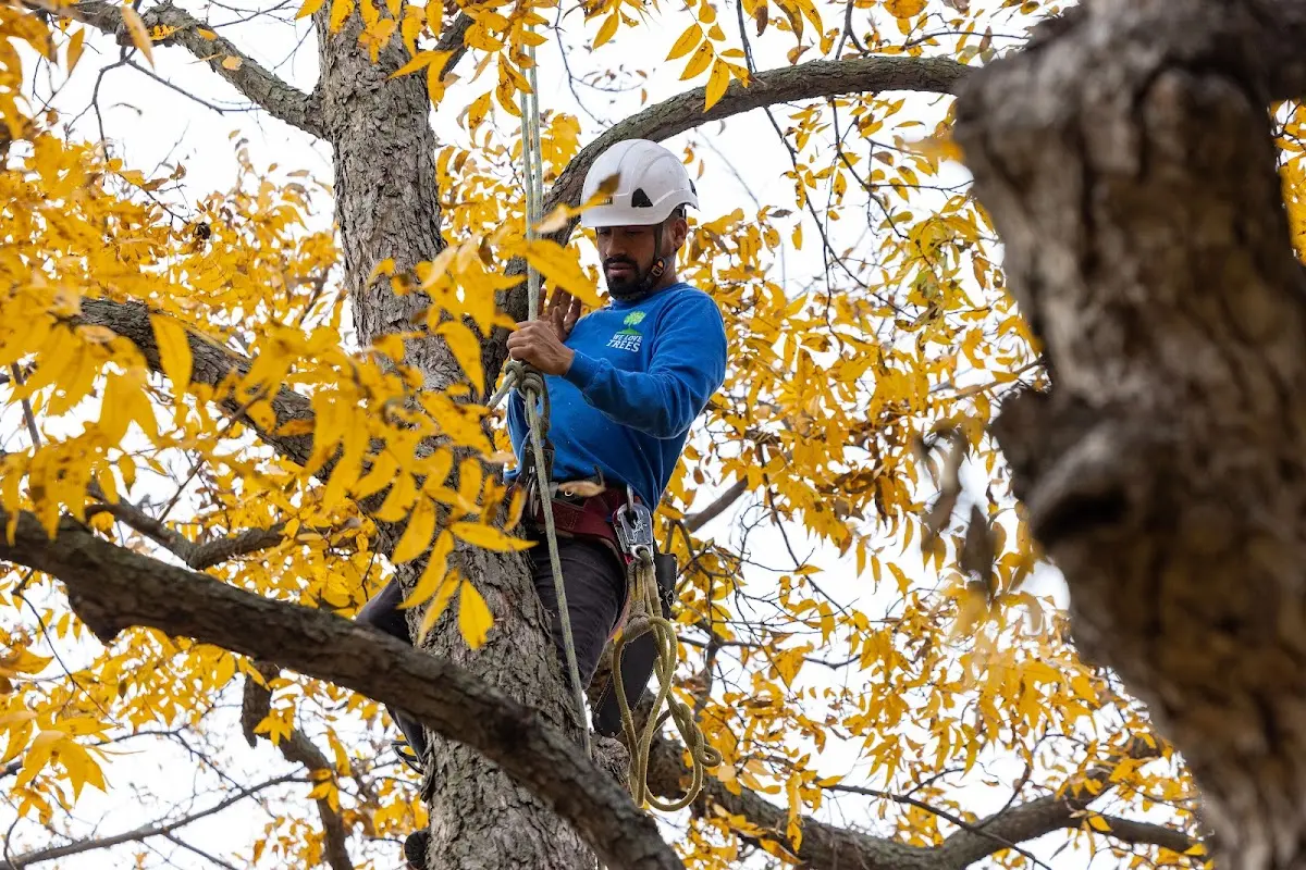 Skilled Tree Pruning crew working in Camden On Gauley