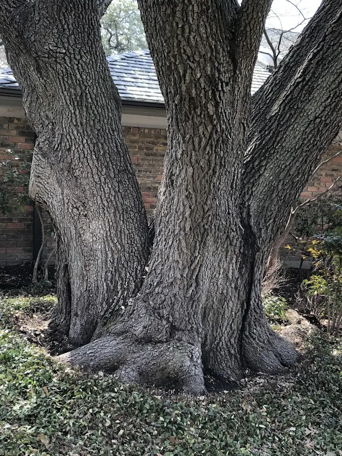 Mature heritage tree close to a Camden On Gauley property cared for by certified arborists